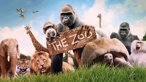 Who in The Zoo are you? - CBBC - BBC