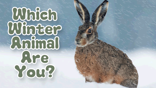 Which winter animal are you? - CBeebies - BBC