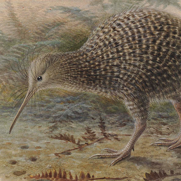 Quiz: How well do you know your New Zealand birds? | Te Papa