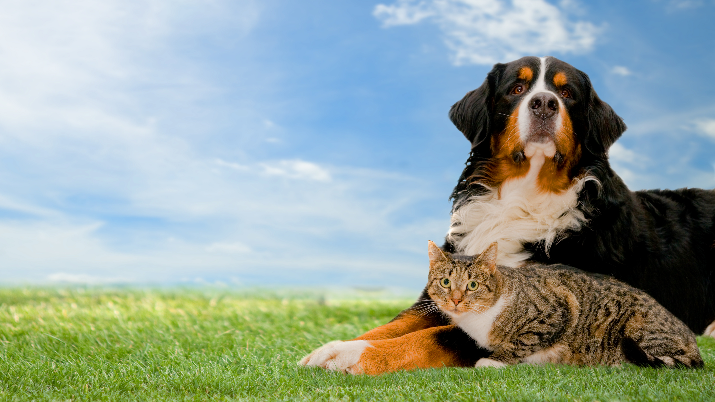 8 - National Today * National Pet Day – April 11, 2024 U.S.  * O1aax5etmtbj8hbzybar