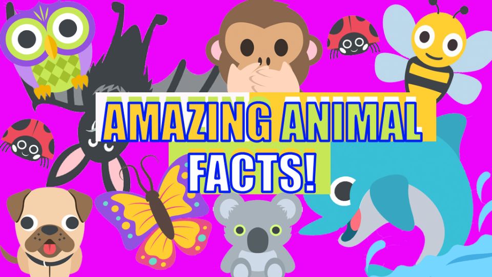Quiz: Amazing animal facts - CBBC - BBC