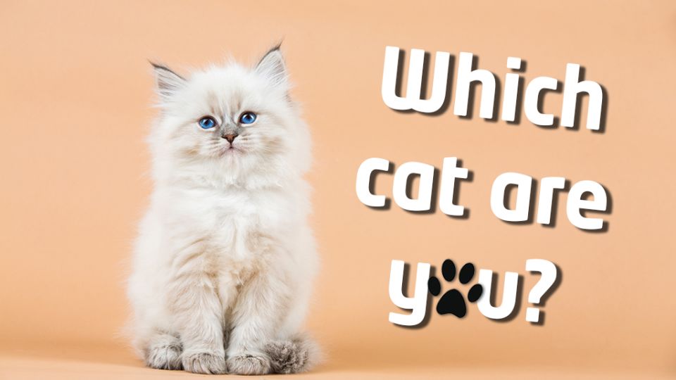 Quiz: Which cat are you? - CBBC - BBC
