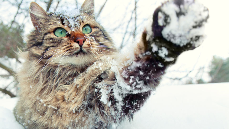 Animals in the snow: Top tips to keep pets safe in winter, from cats to  dogs - CBBC Newsround