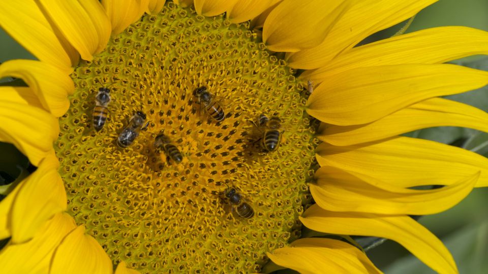 World Bee Day 21 What S All The Buzz About Cbbc Newsround