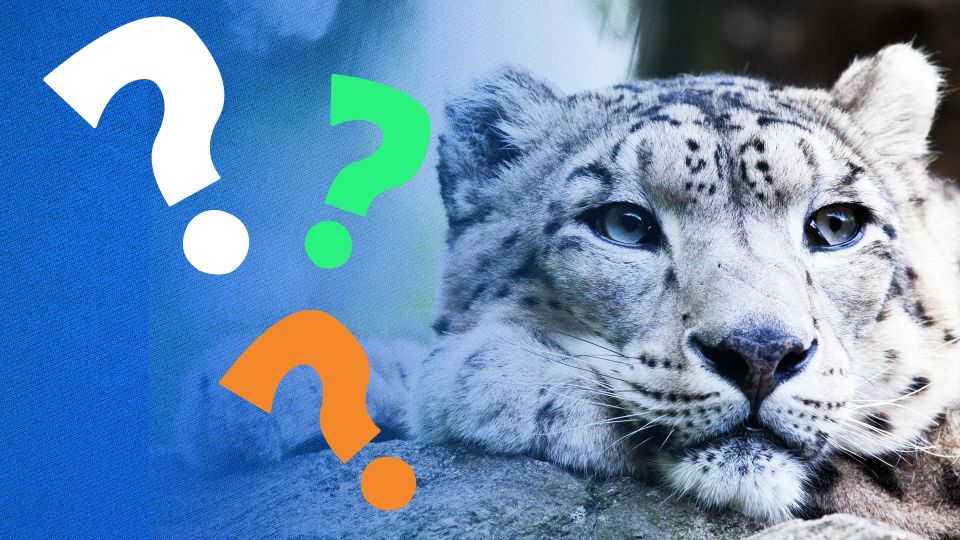 Endangered Animals Quiz - CBeebies - BBC