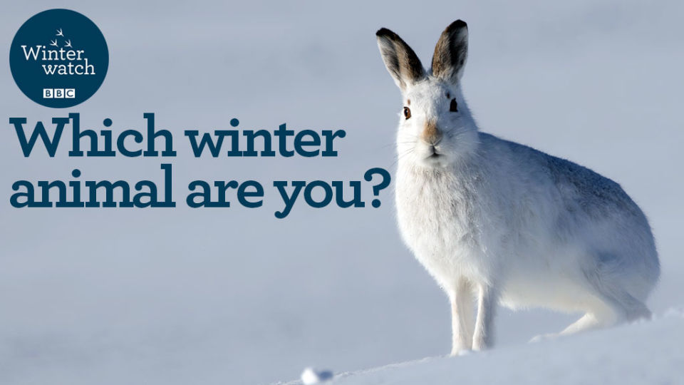 Which winter animal are you? - CBBC - BBC