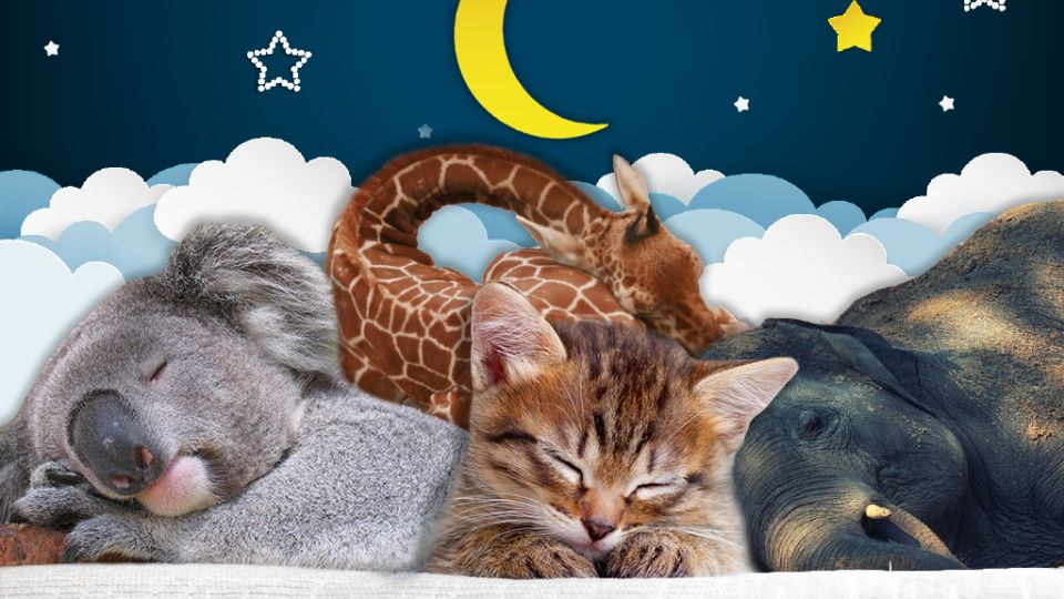 Super cute creature sleeping quiz - CBBC - BBC